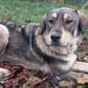 Aufgeweckter Nabaro sucht seine Familie!
