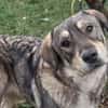 Aufgeweckter Nabaro sucht seine Familie!