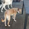 Aluna (jetzt Luna) sucht ein Zuhause