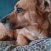 Lisa sucht dringend liebevolles Zuhause
