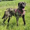 🐾 Ares  freundlicher Riese