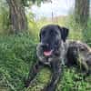 🐾 Ares  freundlicher Riese