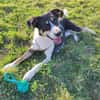Lemmy sucht ein neues Zuhause