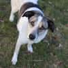 Liebevoller Hund REX sucht Zuhause!