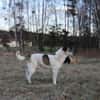 Liebevoller Hund REX sucht Zuhause!