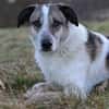 Liebevoller Hund REX sucht Zuhause!