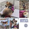 MORTAZA -kleiner Sonnenschein-