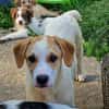 Riesenbaby Remus sucht Familie