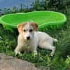 Riesenbaby Remus sucht Familie
