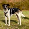 Lio sucht ein geduldiges Zuhause