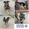 OVID -Rundum toller Jundhund-