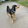 OVID -Rundum toller Jundhund-