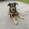 OVID -Rundum toller Jundhund-