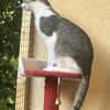 Darko 11 Monate m sucht seinen Balkon