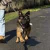 Marley sucht ein aktives Zuhause