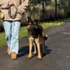 Marley sucht ein aktives Zuhause