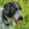 Melenios, großer Traumhund in Frankfurt