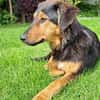 Spocky sucht sein Zuhause (I)