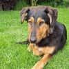 Spocky sucht sein Zuhause (I)