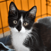 ORCHIS (en cours d'adoption)