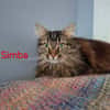 SIMBA