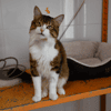 RIO (en cours d'adoption)