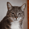 Tigrou