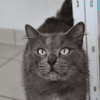 Ganesh ( En cours d'adoption )