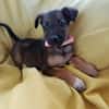 SILEA, CHIOT FEMELLE BERGER CRÉOLE