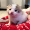 CHOUKETTE