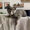 OPRAH À ADOPTER AVEC UN CHAT DÉJÀ PRÉSENT CHEZ VOUS