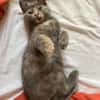 OPRAH À ADOPTER AVEC UN CHAT DÉJÀ PRÉSENT CHEZ VOUS