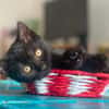 IZIPIZA À ADOPTER AVEC UN CHAT DÉJÀ PRÉSENT CHEZ VOUS