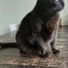 M. Chat