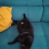 M. Chat
