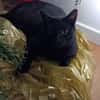 M. Chat