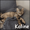 Kaline