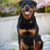 Arni, Charakterhund mit Prüfungen