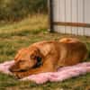 Millie - Augen, die in deine Seele blick