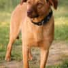 Millie - Augen, die in deine Seele blick