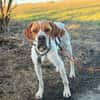 Pointer Chico sucht seine Menschen