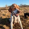 Pointer Chico sucht seine Menschen