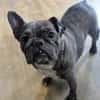 Irina, fröhliche Fanz. Bulldoggen Hündin