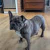 Irina, fröhliche Fanz. Bulldoggen Hündin