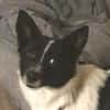 HOSHI sucht ihre Familie