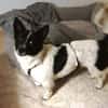 HOSHI sucht ihre Familie