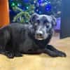 Oliver - stiller Schatten sucht Dich
