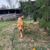 sanfte Hazel sucht ihre Familie