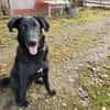 Shadow - Junghund mit Potential