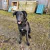Shadow - Junghund mit Potential